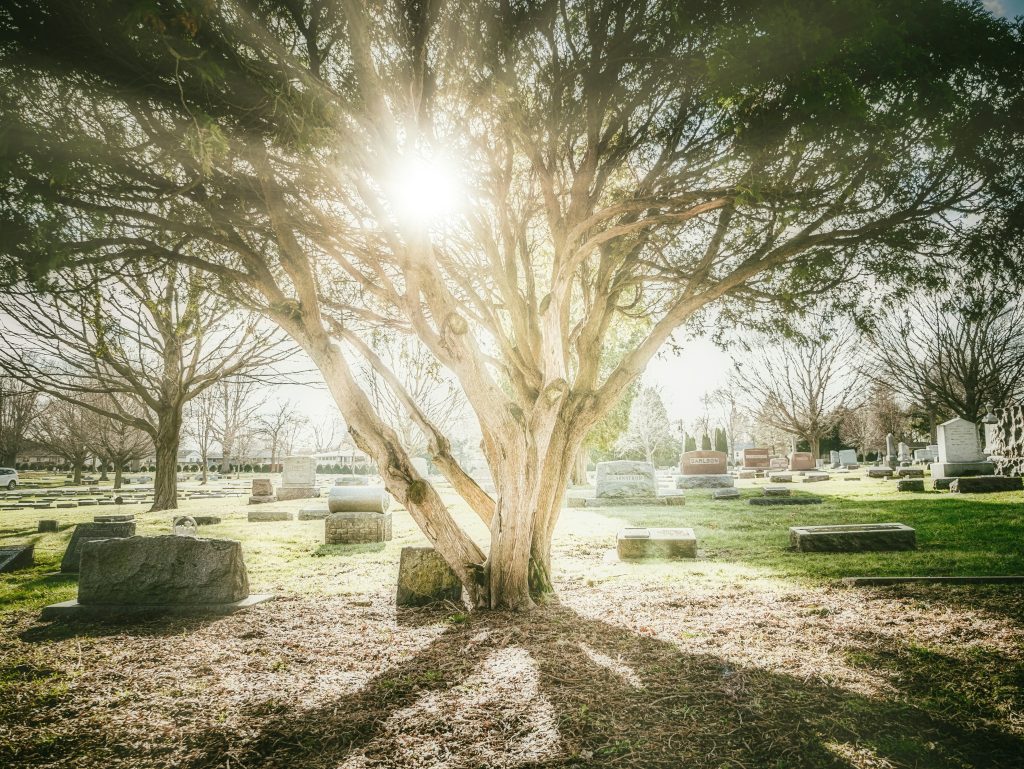 Sonnenlicht durch einen Baum auf einem Schweizer Friedhof – Symbolbild für Bestattungsarten bei Wicky und Partner in Basel und Basel-Land