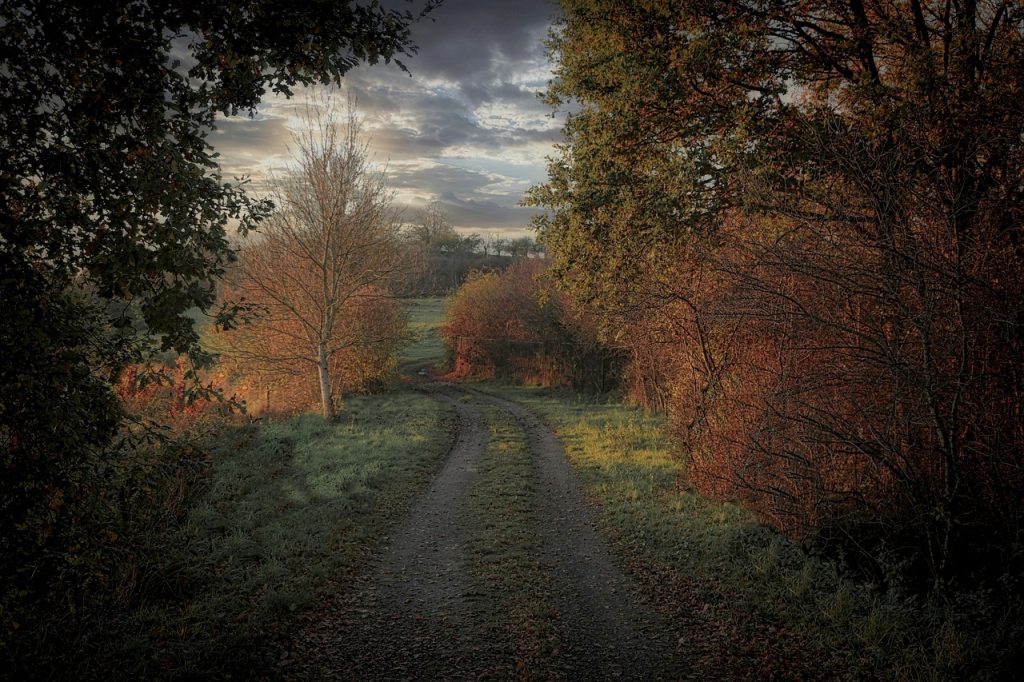 Waldweg im Abendlicht als stimmungsvolles Motiv für Naturbestattungen von Wicky und Partner in Basel und Basel-Land.